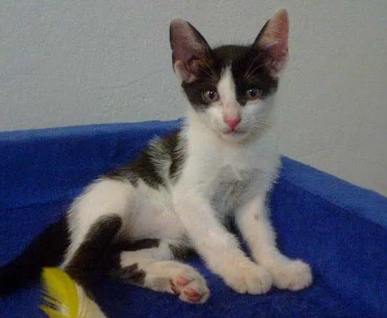 Gato raça SRD idade 2 a 6 meses nome ADOTE