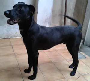Cachorro raça SRD idade 7 a 11 meses nome Zyah