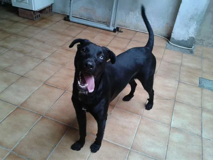 Cachorro raça SRD idade 7 a 11 meses nome Zyah