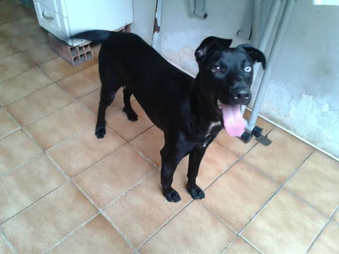 Cachorro raça SRD idade 7 a 11 meses nome Zyah