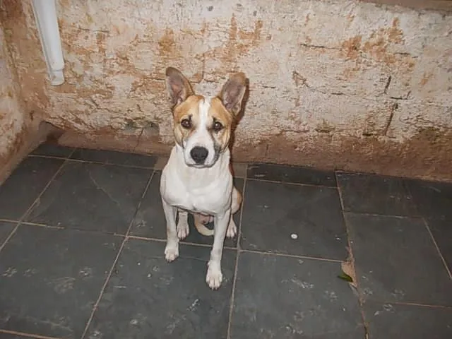 Cachorro raça SRD idade 1 ano nome Sparky