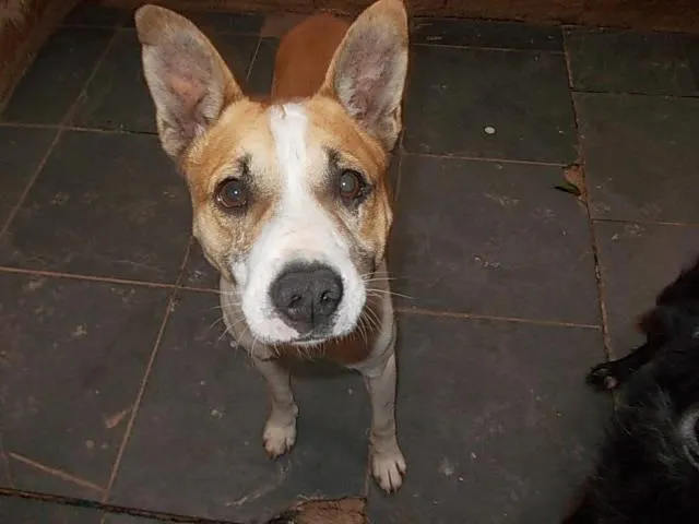 Cachorro raça SRD idade 1 ano nome Sparky