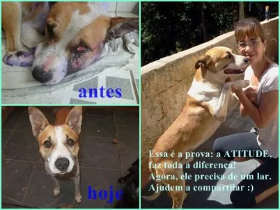 Cachorro raça SRD idade 1 ano nome Sparky