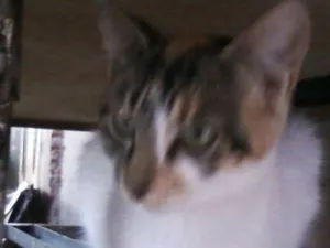 Gato raça  idade 7 a 11 meses nome Pretinha