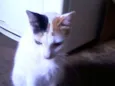 Perola