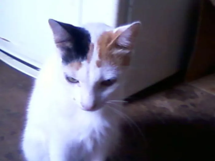 Gato ra a  idade 2 anos nome Perola