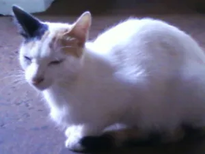 Gato raça  idade 2 anos nome Perola