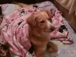 Cachorro raça mestiço de Goldem Retriever idade 2 anos nome Spike