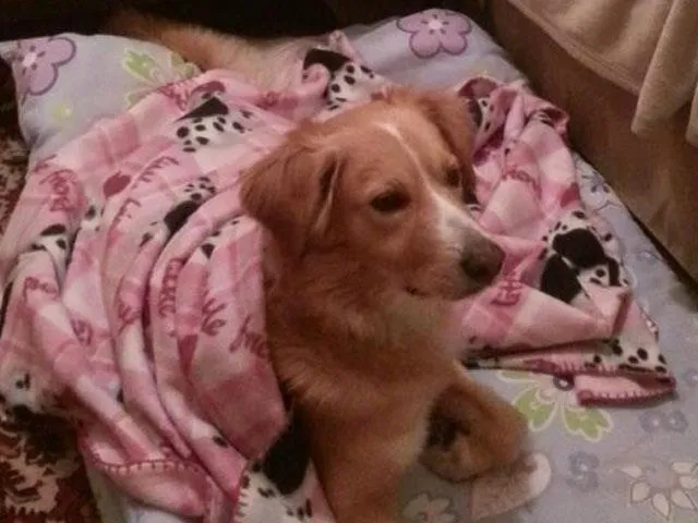 Cachorro ra a mestiço de Goldem Retriever idade 2 anos nome Spike