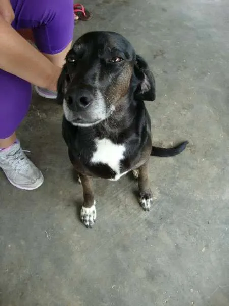 Cachorro ra a SRD idade 6 ou mais anos nome Celly