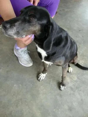 Cachorro raça SRD idade 6 ou mais anos nome Celly