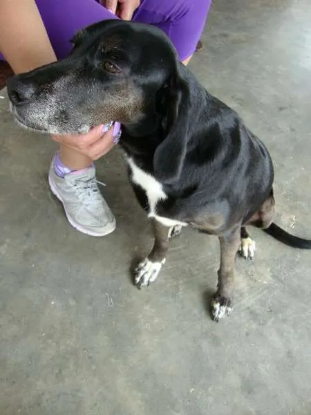 Cachorro ra a SRD idade 6 ou mais anos nome Celly