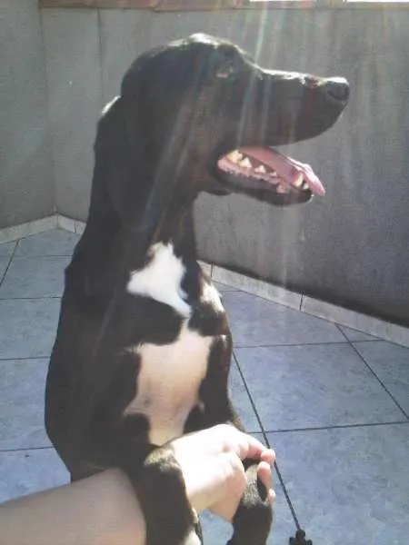 Cachorro ra a SRD idade 6 ou mais anos nome Celly