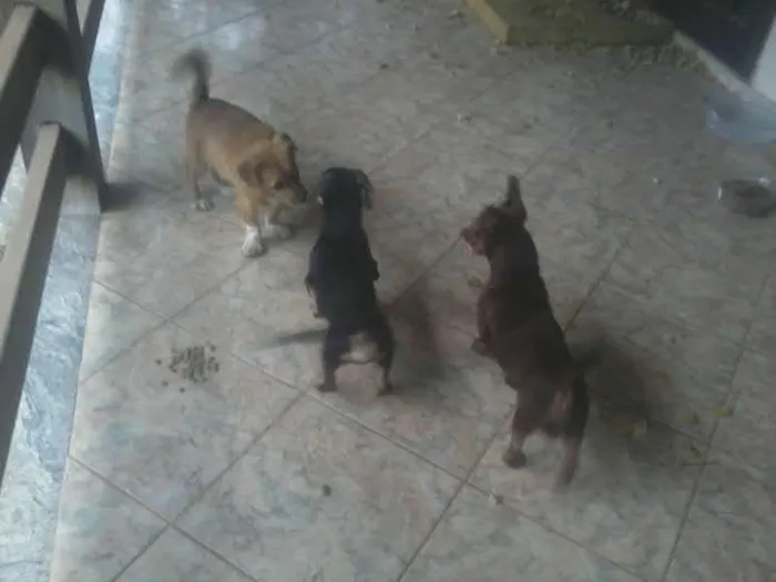 Cachorro raça  idade  nome SCOOBY SALSICHA KICA  