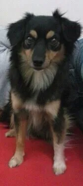 Cachorro ra a SRD idade 2 anos nome laila GRATIFICA