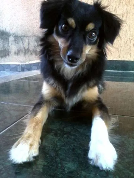 Cachorro ra a SRD idade 2 anos nome laila GRATIFICA