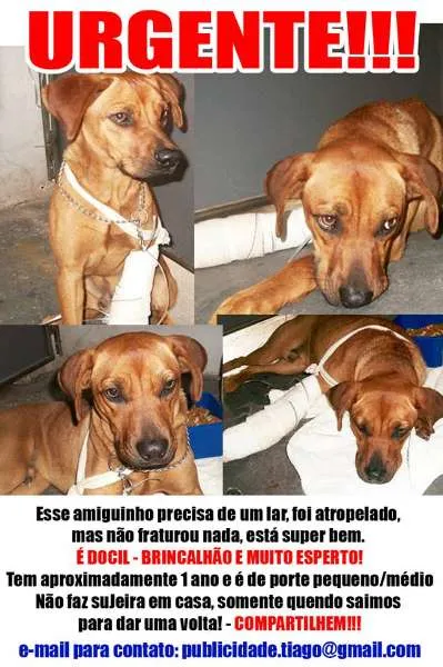 Cachorro raça SRD idade 1 ano nome Thor