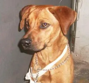 Cachorro raça SRD idade 1 ano nome Thor