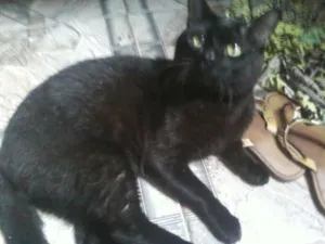 Gato raça nao definida idade 7 a 11 meses nome Salem