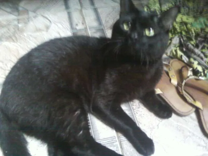 Gato raça nao definida idade 7 a 11 meses nome Salem