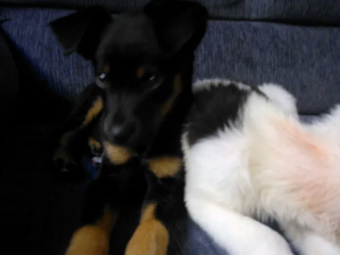 Cachorro ra a SRD idade 2 a 6 meses nome Taz