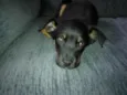 Taz