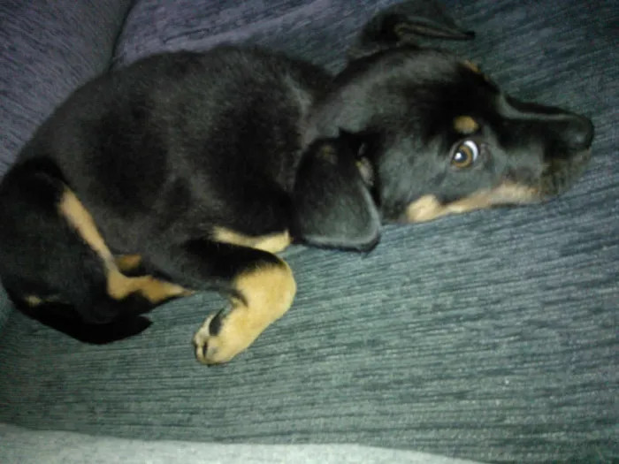 Cachorro ra a SRD idade 2 a 6 meses nome Taz