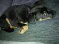 Taz