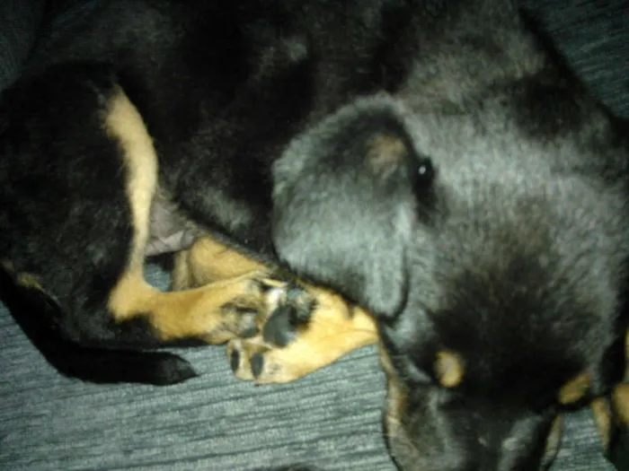 Cachorro ra a SRD idade 2 a 6 meses nome Taz