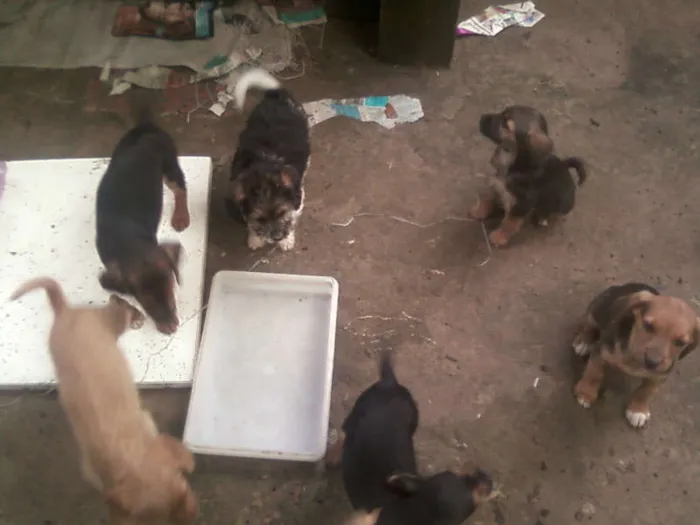 Cachorro ra a SRD idade 2 a 6 meses nome Não possuem nomes