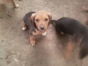 Cachorro raça SRD idade 2 a 6 meses nome Não possuem nomes