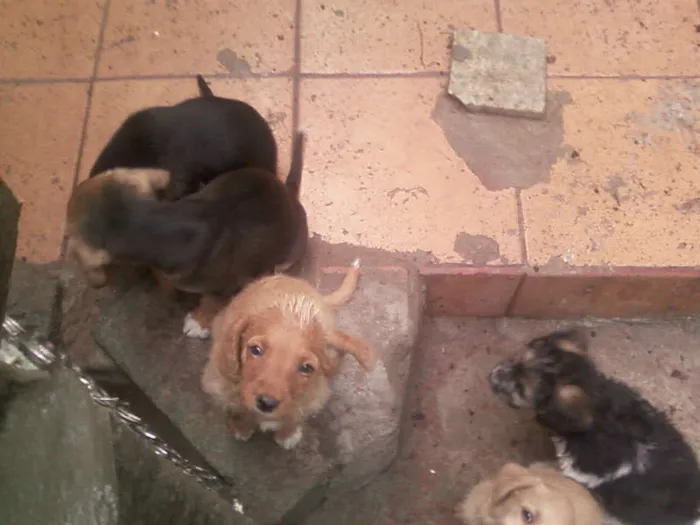 Cachorro ra a SRD idade 2 a 6 meses nome Não possuem nomes