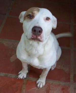 Cachorro raça Pitbull idade 4 anos nome Branca