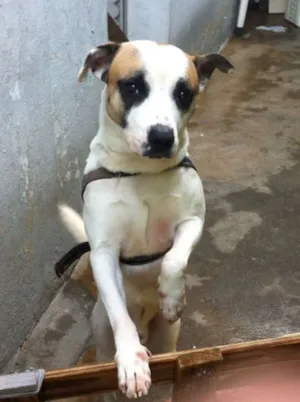 Cachorro raça vira lata idade 1 ano nome mailon