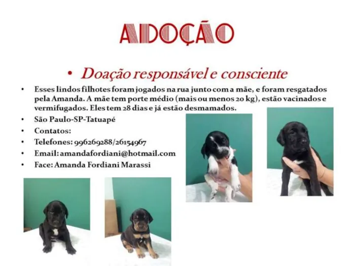 Cachorro ra a srd idade Abaixo de 2 meses nome filhotes