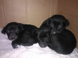 Cachorro raça Vira Lata idade Abaixo de 2 meses nome Sem Nome