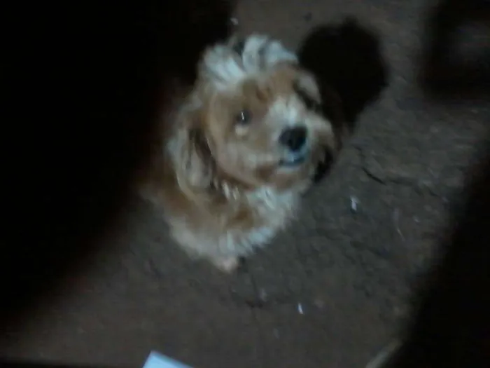 Cachorro ra a lhasa apso idade 3 anos nome toy