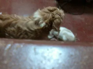 Cachorro raça lhasa apso idade 3 anos nome toy