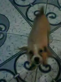 Cachorro ra a lhasa apso idade 3 anos nome toy