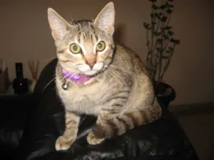 Gato raça SRD idade 2 a 6 meses nome Alice