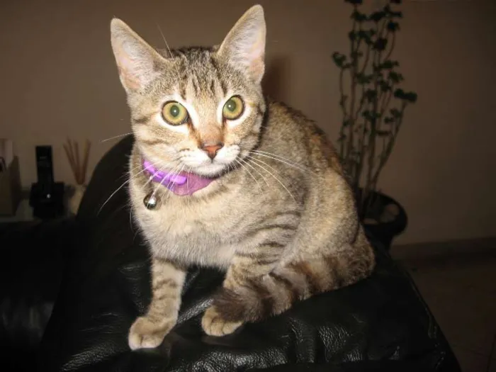 Gato ra a SRD idade 2 a 6 meses nome Alice