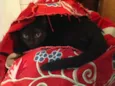 Tico