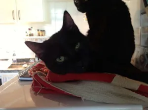 Gato raça SRD idade 7 a 11 meses nome Tico