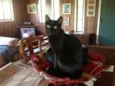 Teca