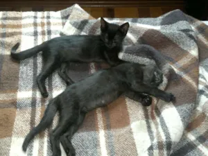 Gato raça SRD idade 7 a 11 meses nome Teca