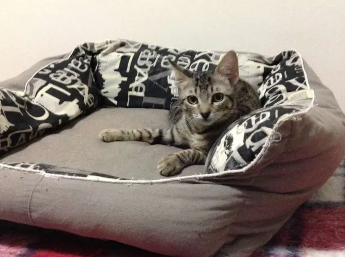Gato ra a SRD idade 2 a 6 meses nome Olivia Wilde
