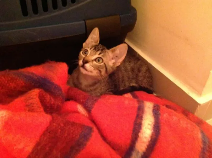 Gato ra a SRD idade 2 a 6 meses nome Olivia Wilde