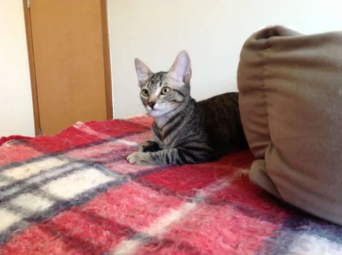 Gato ra a SRD idade 2 a 6 meses nome Olivia Wilde