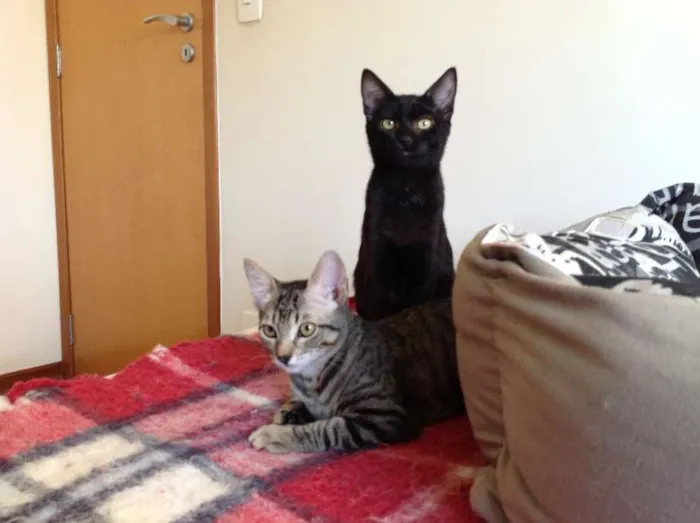 Gato ra a SRD idade 2 a 6 meses nome Olivia Wilde