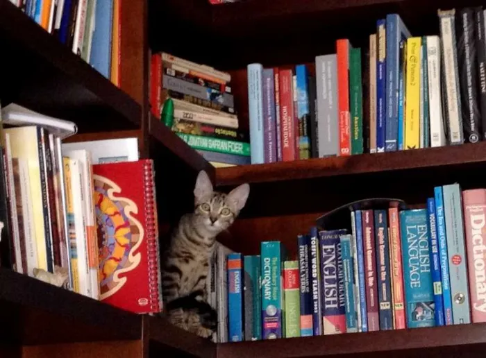 Gato ra a SRD idade 2 a 6 meses nome Olivia Wilde
